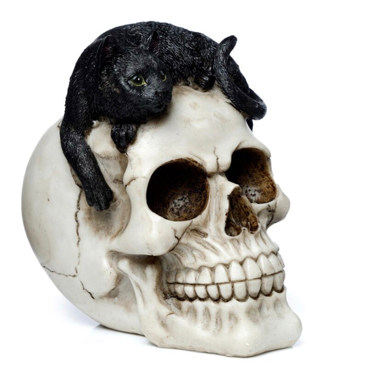 Skull with Black Cat
